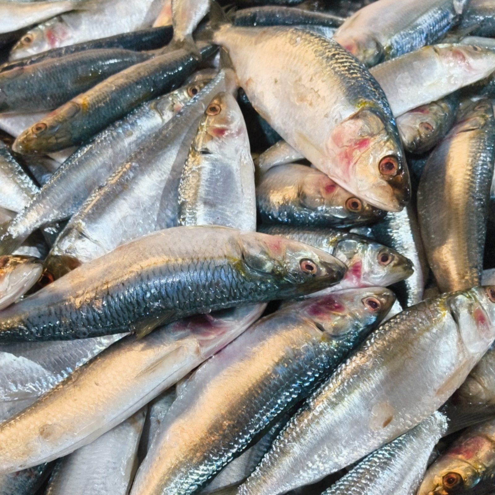 2025/11/1000293798-scaled.jpg Fresh Sardines fish - Image 1