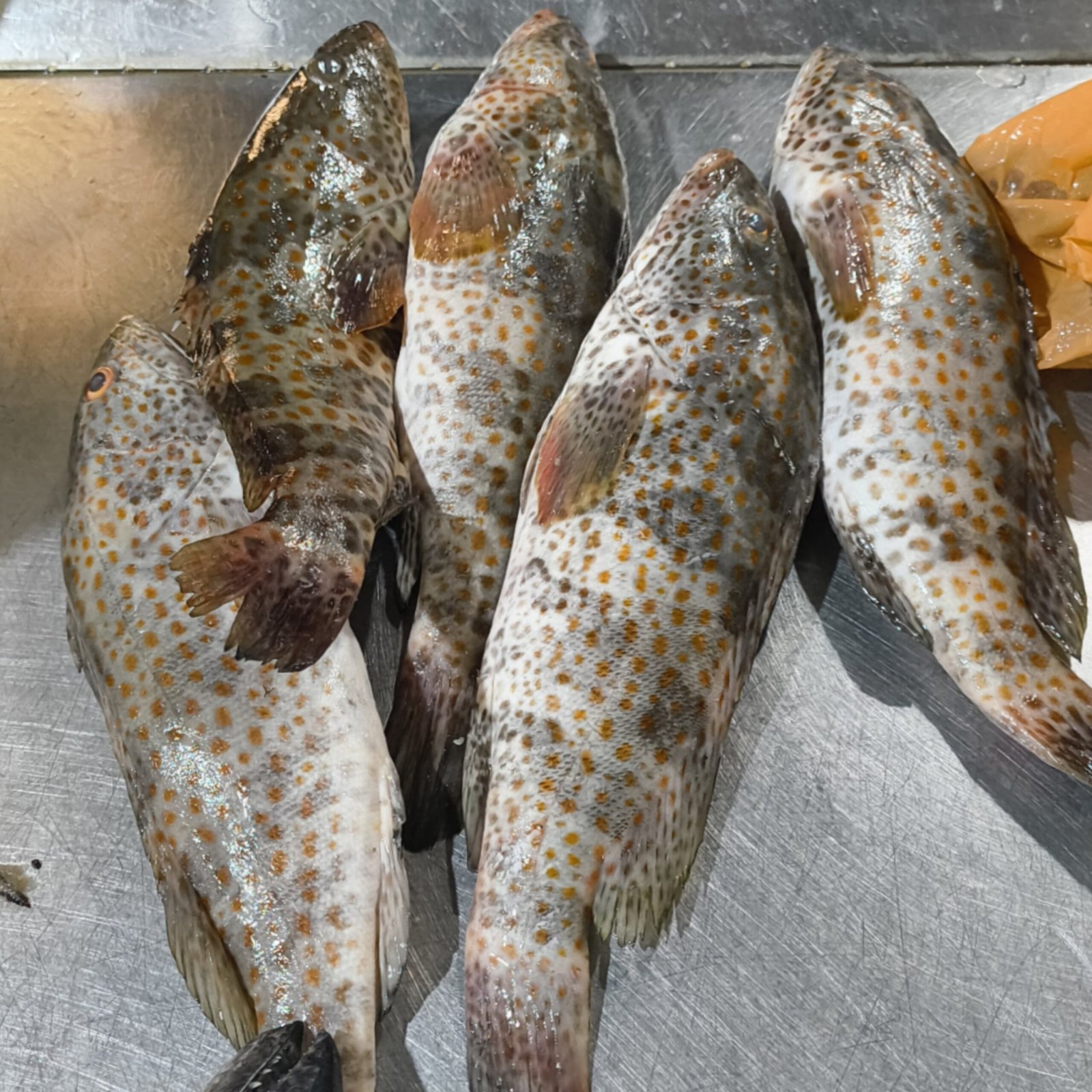 2025/11/1000293809-scaled.jpg Fresh Hamuor BH - Image 1