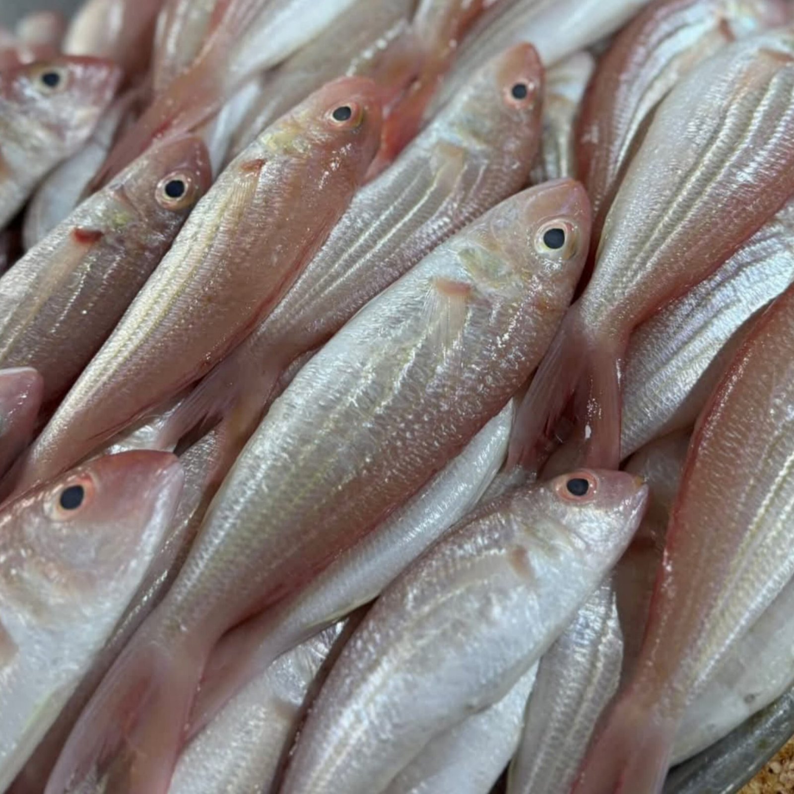 2025/11/1000293810-scaled.jpg Fresh Threadfin Bream - Image 1