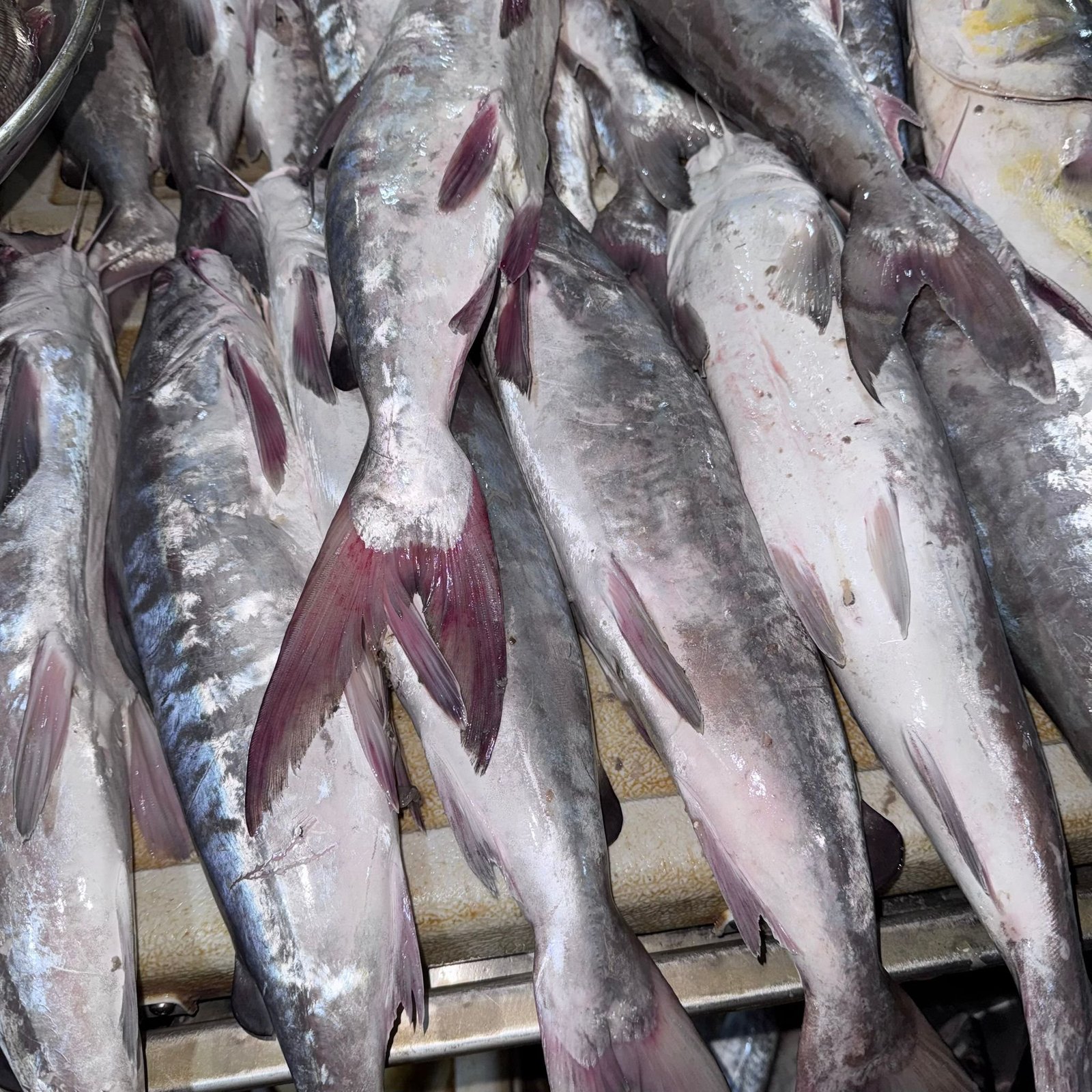 2025/11/1000294494.jpg Fresh catfish - Image 1