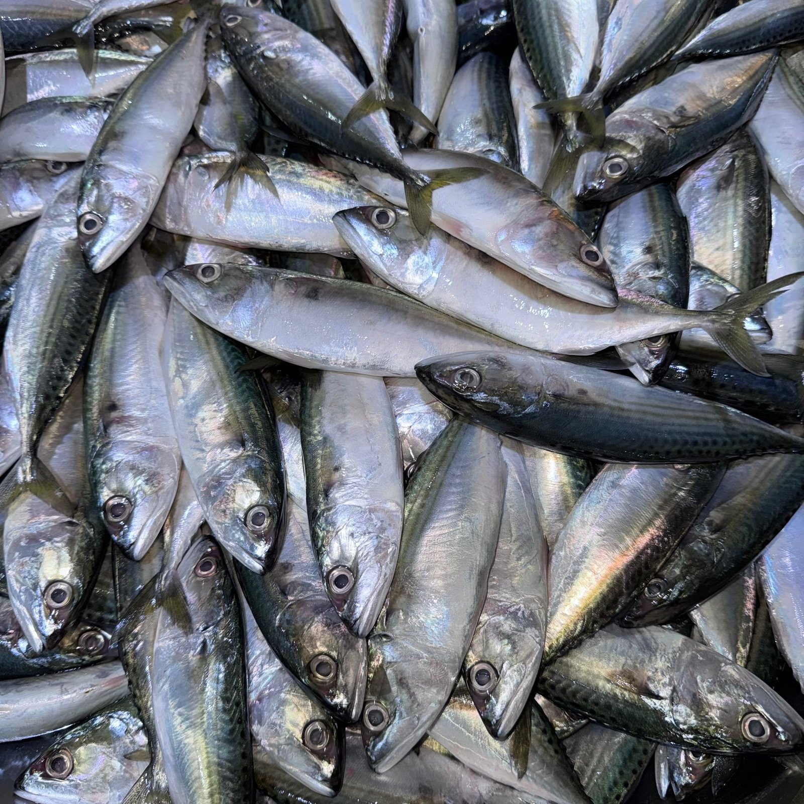 2025/11/1000294495-1.jpg Fresh Ayla fish Small - Image 1