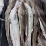 Fresh ladyfish Big saiz