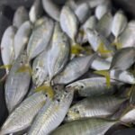 Fresh Yellowtail Scad fish