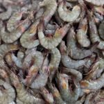 Fresh Shrimp