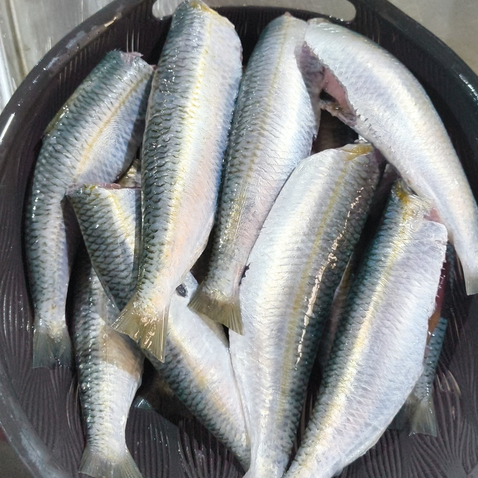 2025/11/1000295005.jpg Fresh Sardines fish - Image 1