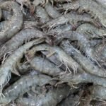 Fresh Shrimp