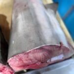 Fresh Shark fish