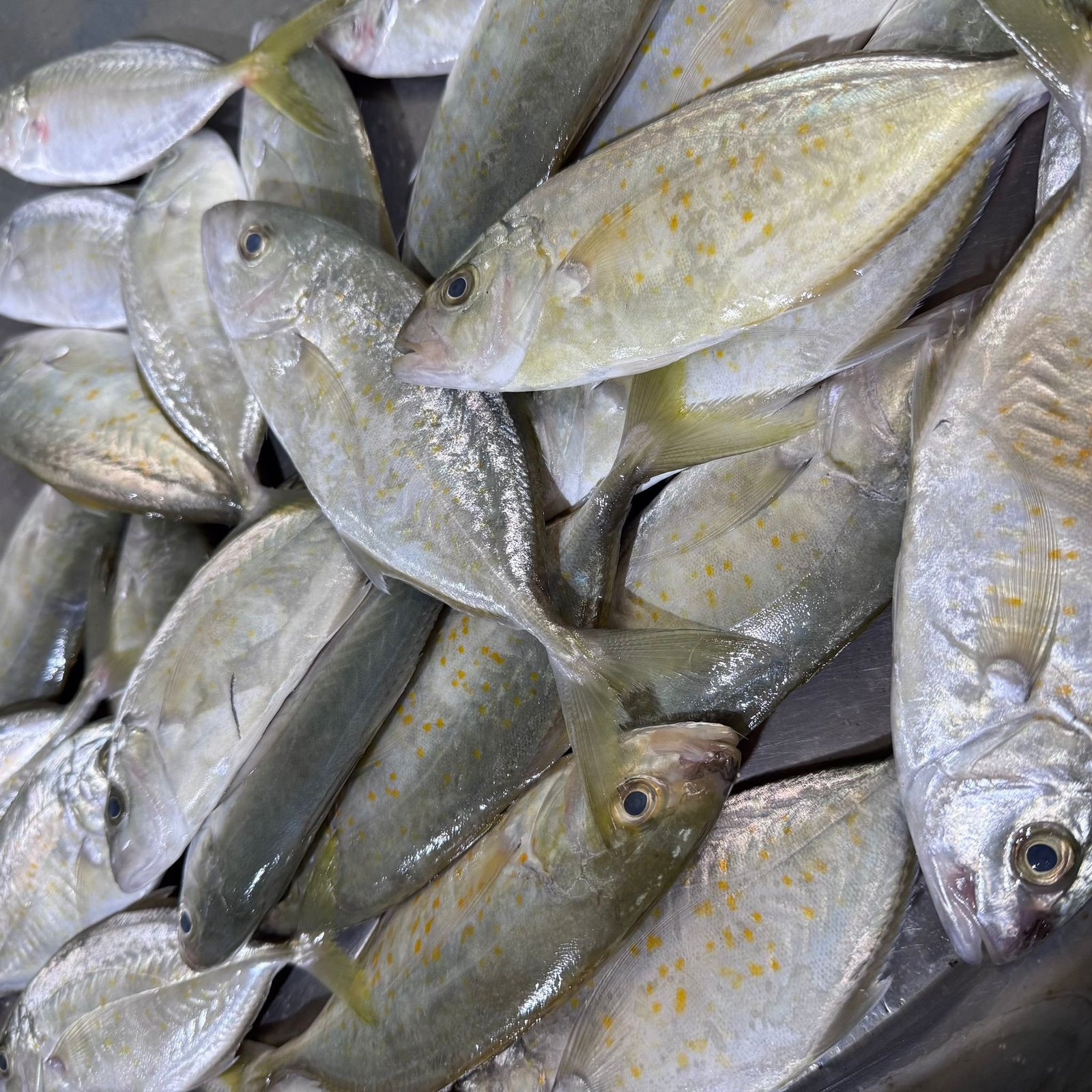 2025/11/1000296324.jpg Fresh Jest Trevally Small - Image 1