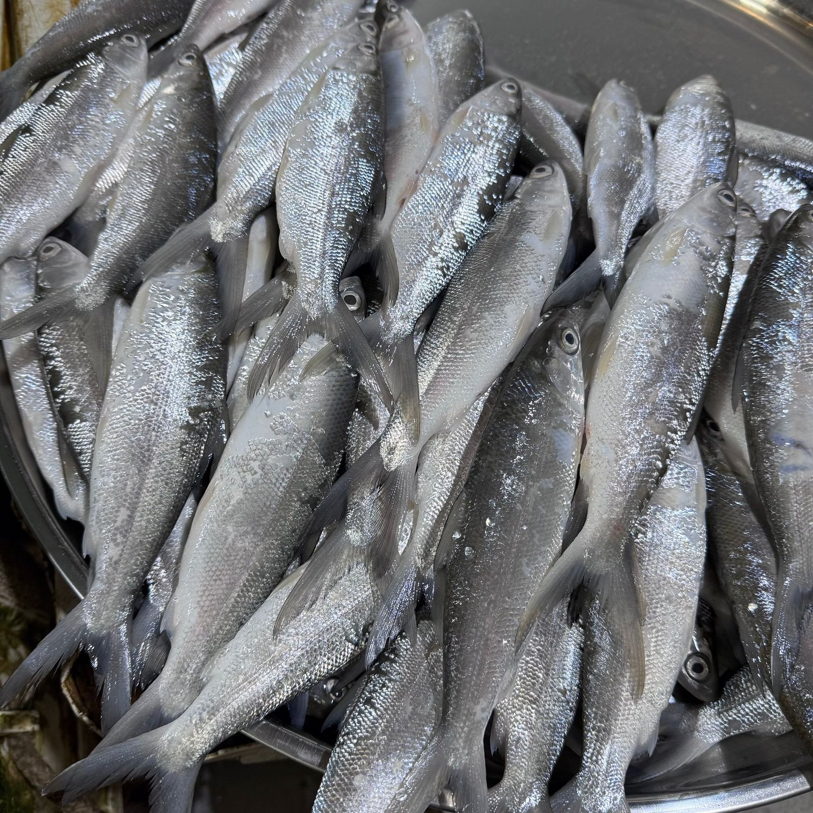 2025/11/1000296326.jpg Fresh Milk Fish - Image 1