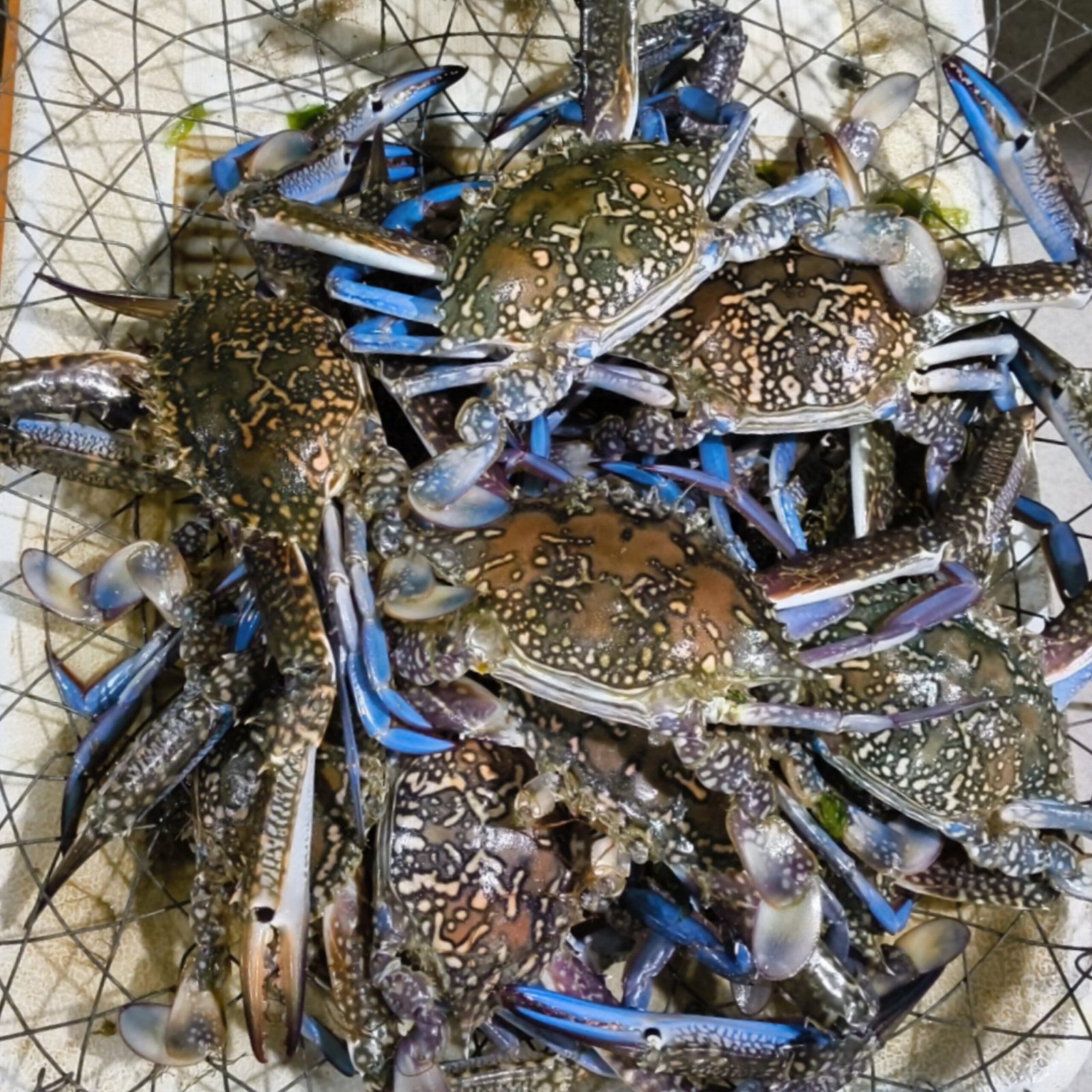 2025/11/1000306285-scaled.jpg Fresh Crabs 6/7 PSC - Image 1