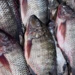 tilapia fresh
