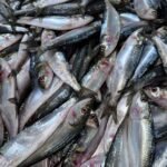 sardines fresh