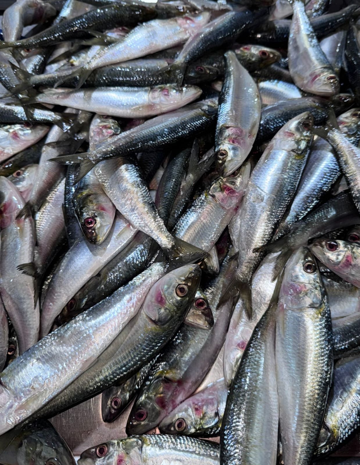 WhatsApp Image 2025-11-05 at 11.33.27 sardines fresh - Image 1