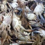 Fresh Crabs