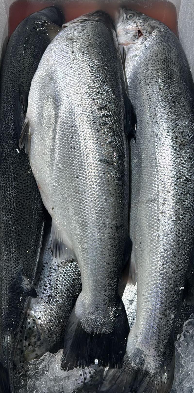 WhatsApp Image 2025-11-05 at 22.45.55 Salmon Fresh - Image 1