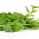 Malabar spinach green leafy