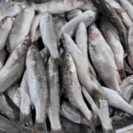 Fresh Mullet Fish