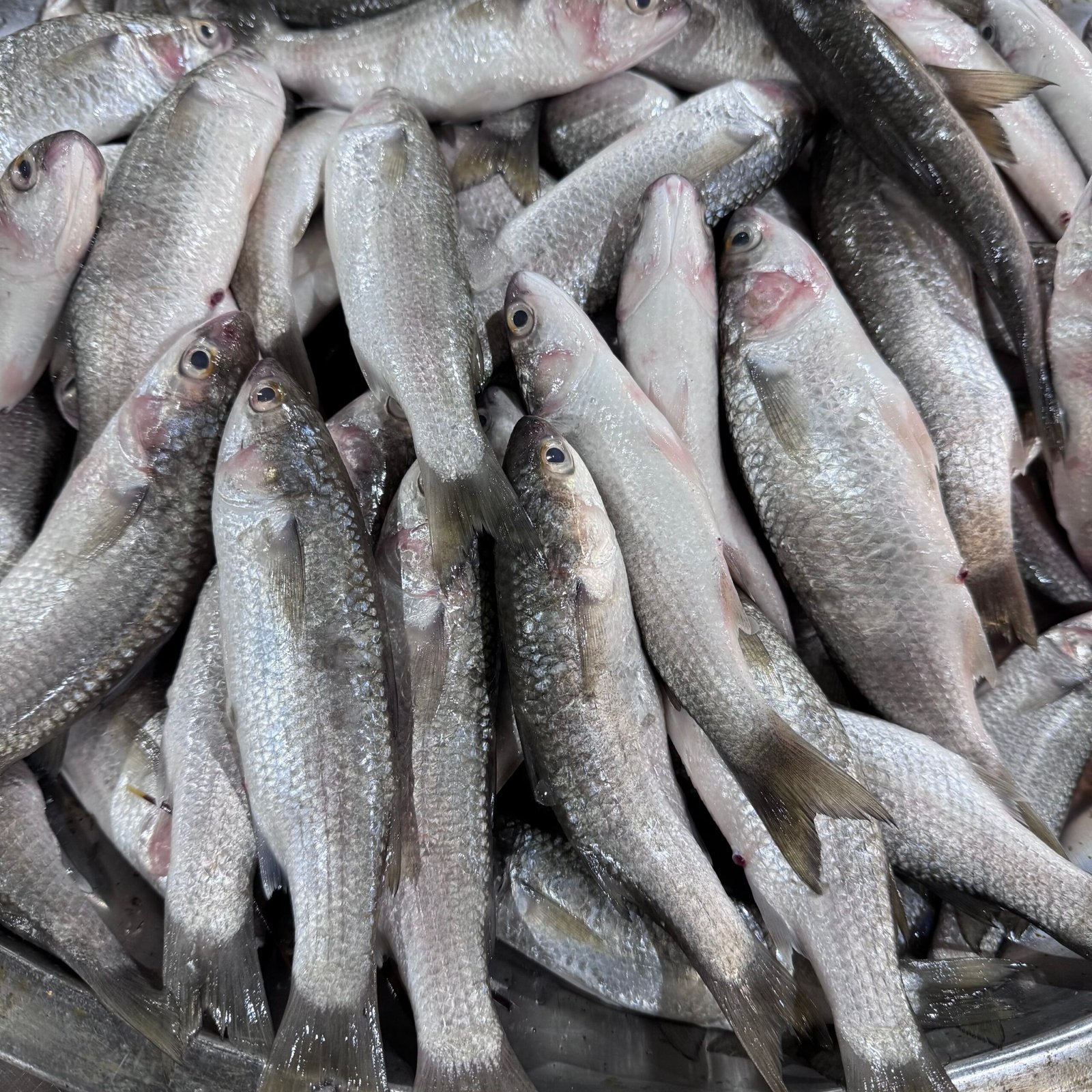 img_7393 Fresh Mullet Fish - Image 1