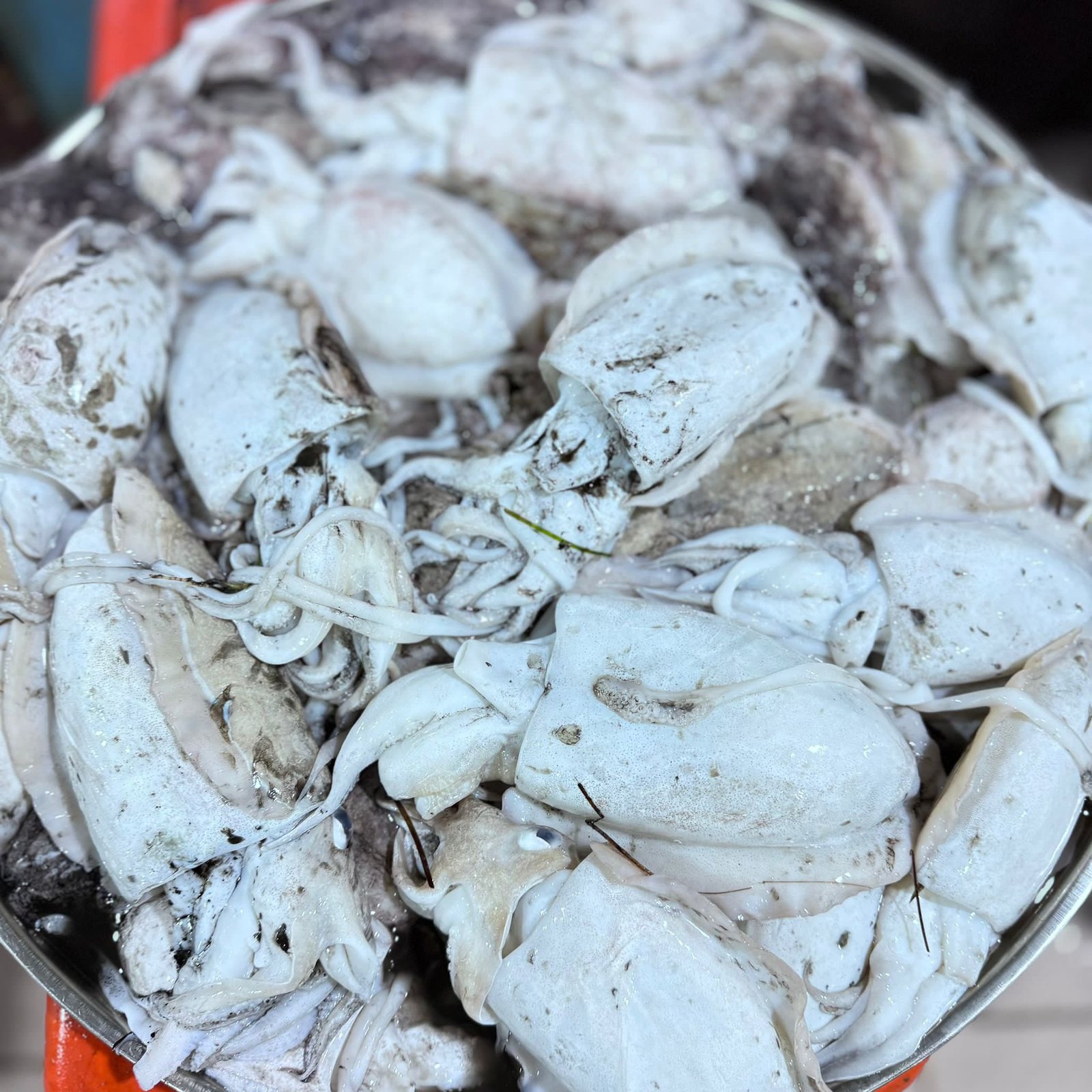 2025/12/1000330541.jpg fresh Cuttlefish - Image 1