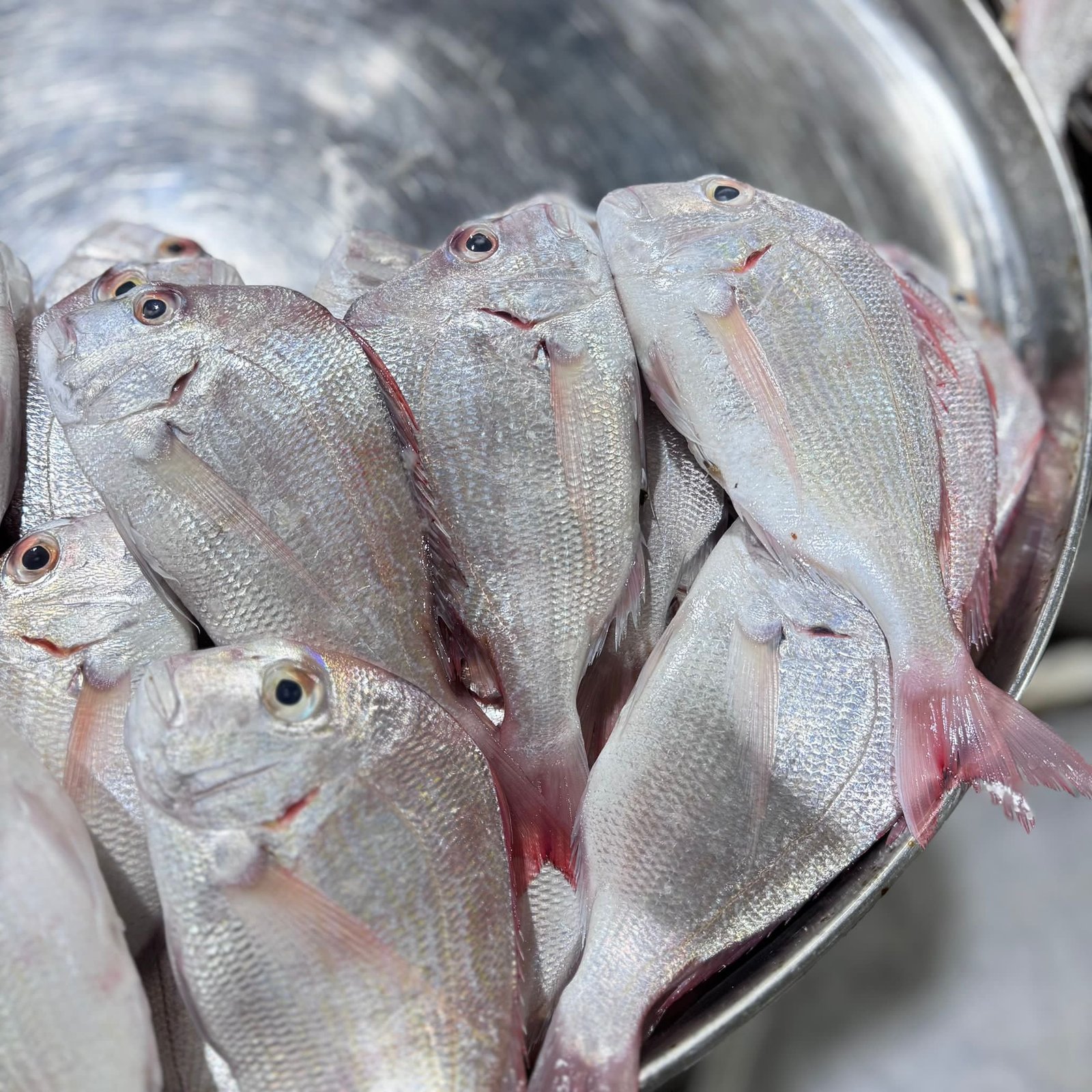 2025/12/1000330565.jpg Fresh Andag Fish - Image 1